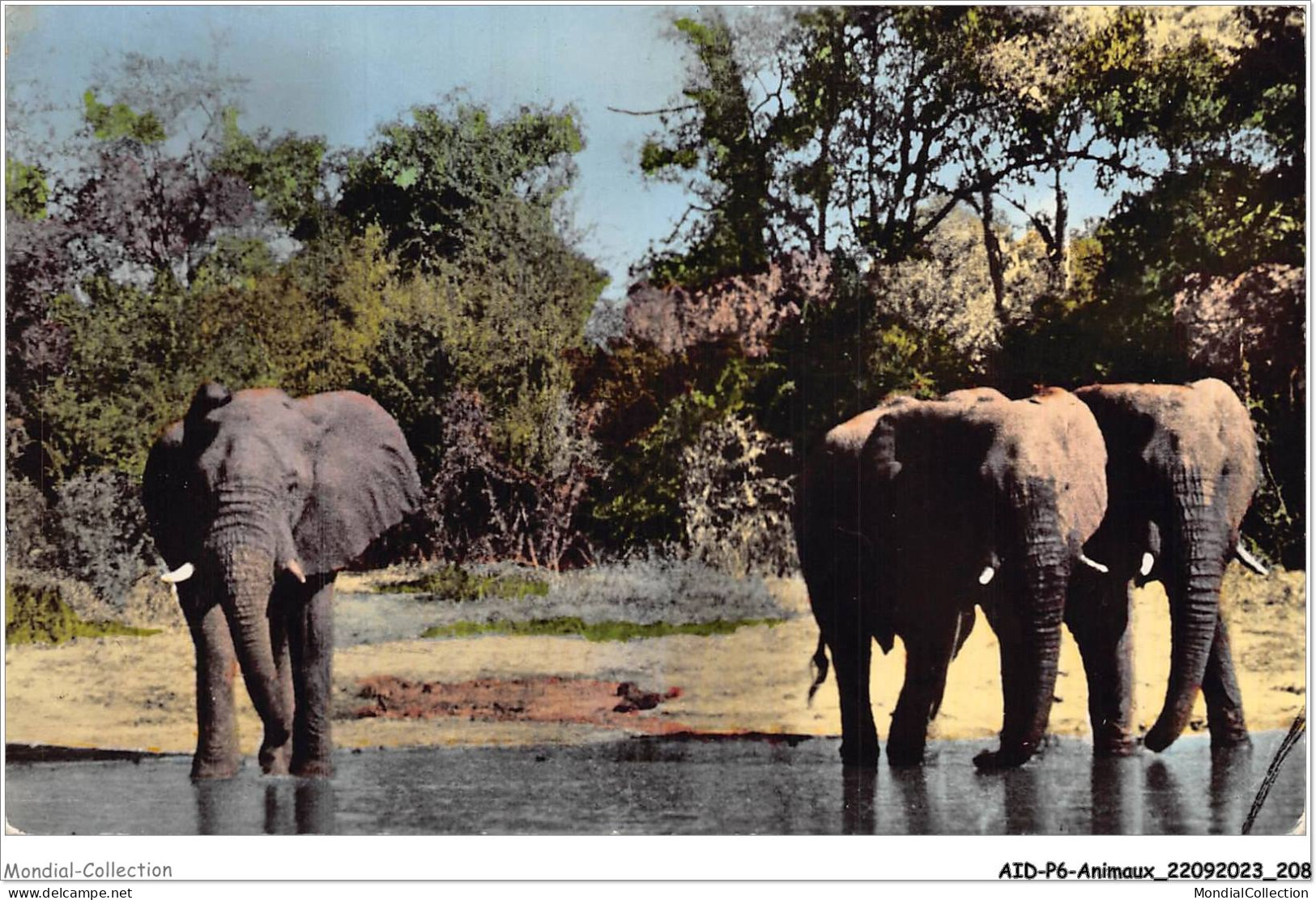 AIDP6-ANIMAUX-0581 - Faune Africaine - éléphants â La Rivière  - Éléphants