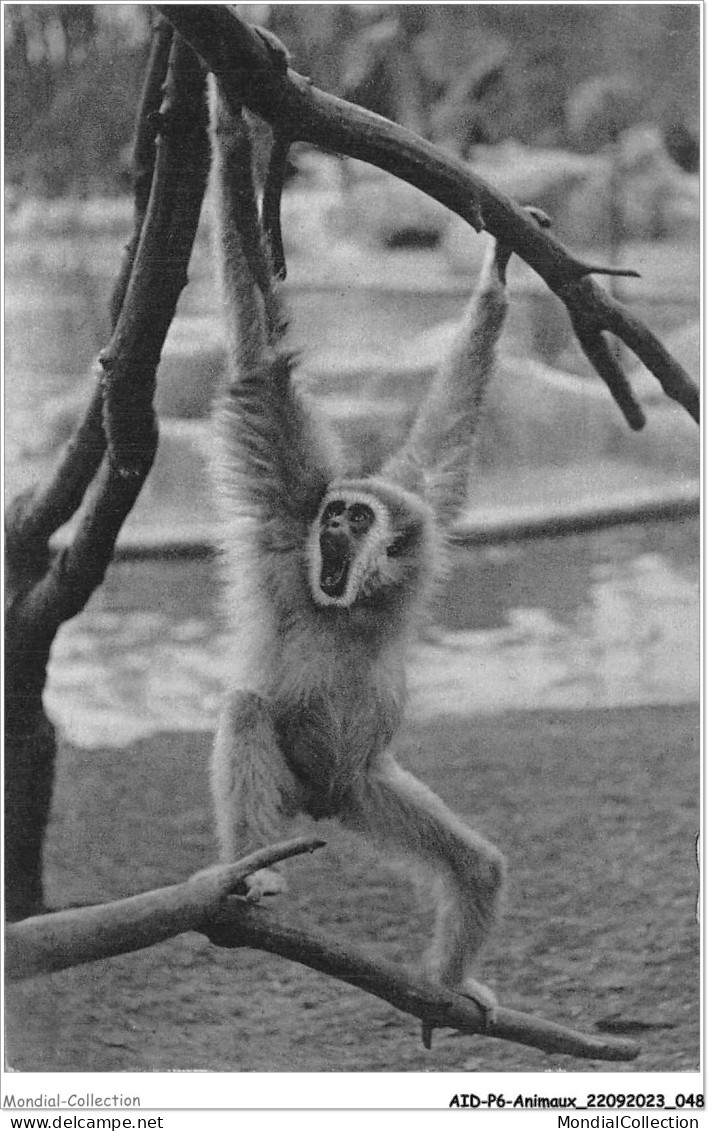 AIDP6-ANIMAUX-0501 - Parc Zoologique Du Bois De Vincennes - Paris - Gibbon â Mains Blanches  - Singes