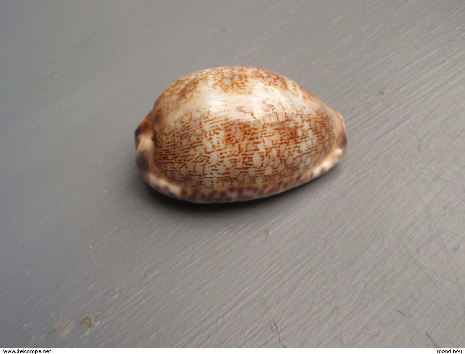 Jolie Porcelaine, Coquillage - Cypraea églantina - Nouvelle-Calédonie. - Coquillages