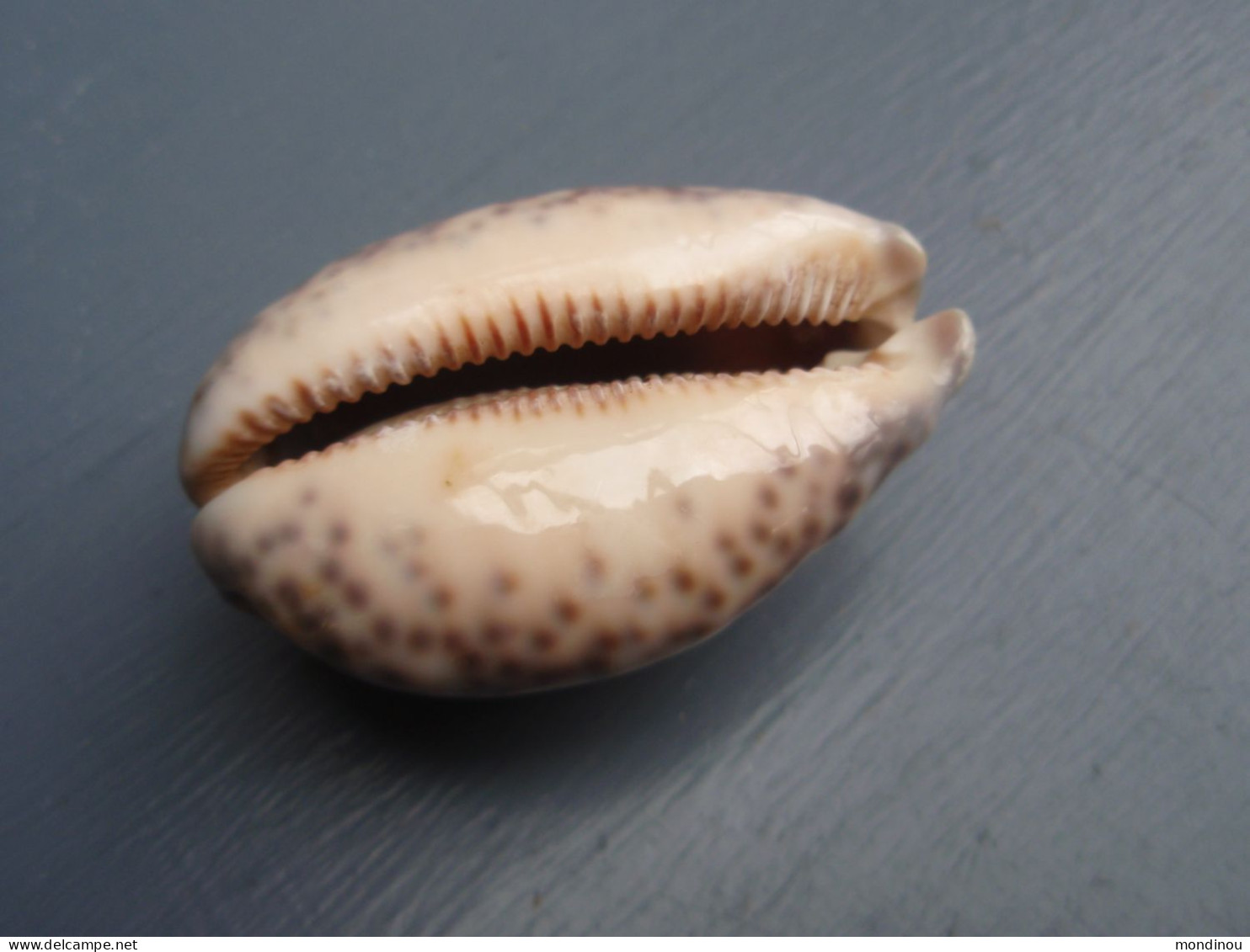 Jolie Porcelaine, Coquillage - Cypraea églantina - Nouvelle-Calédonie. - Seashells & Snail-shells