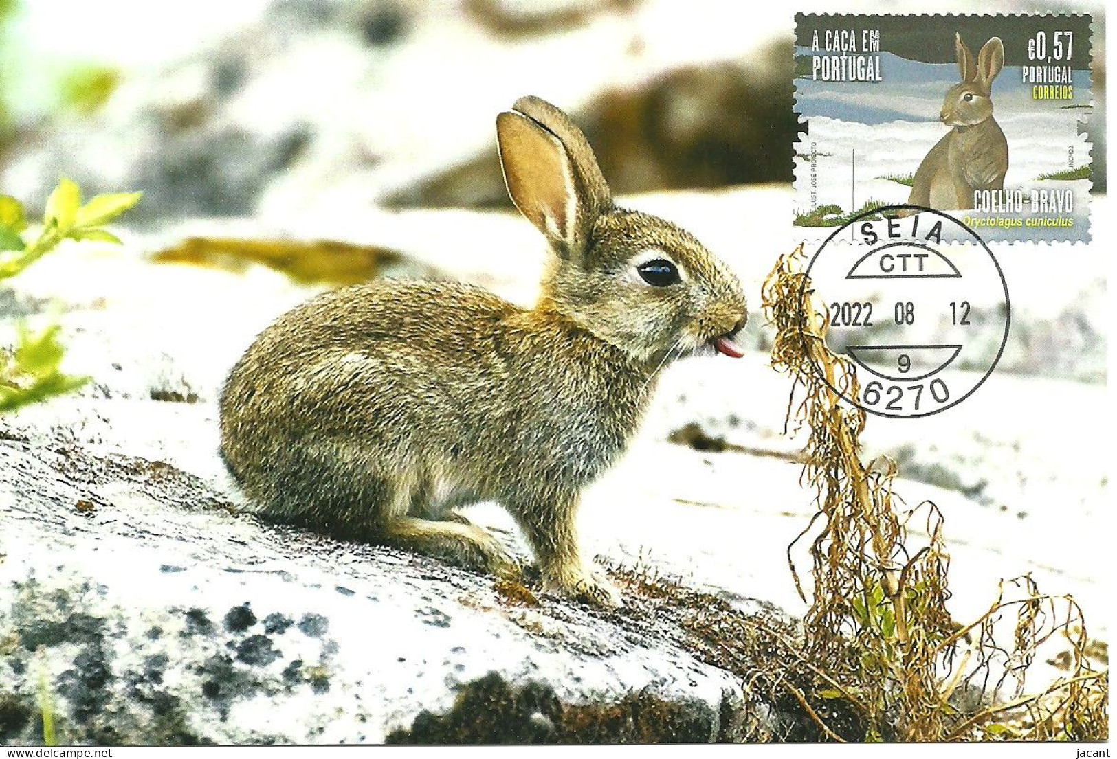 Carte Maximum - Portugal - Caça - Coelho Europeu - Oryctolagus Cuniculus - European Rabbit - Lapin Commun  - Maximumkarten (MC)