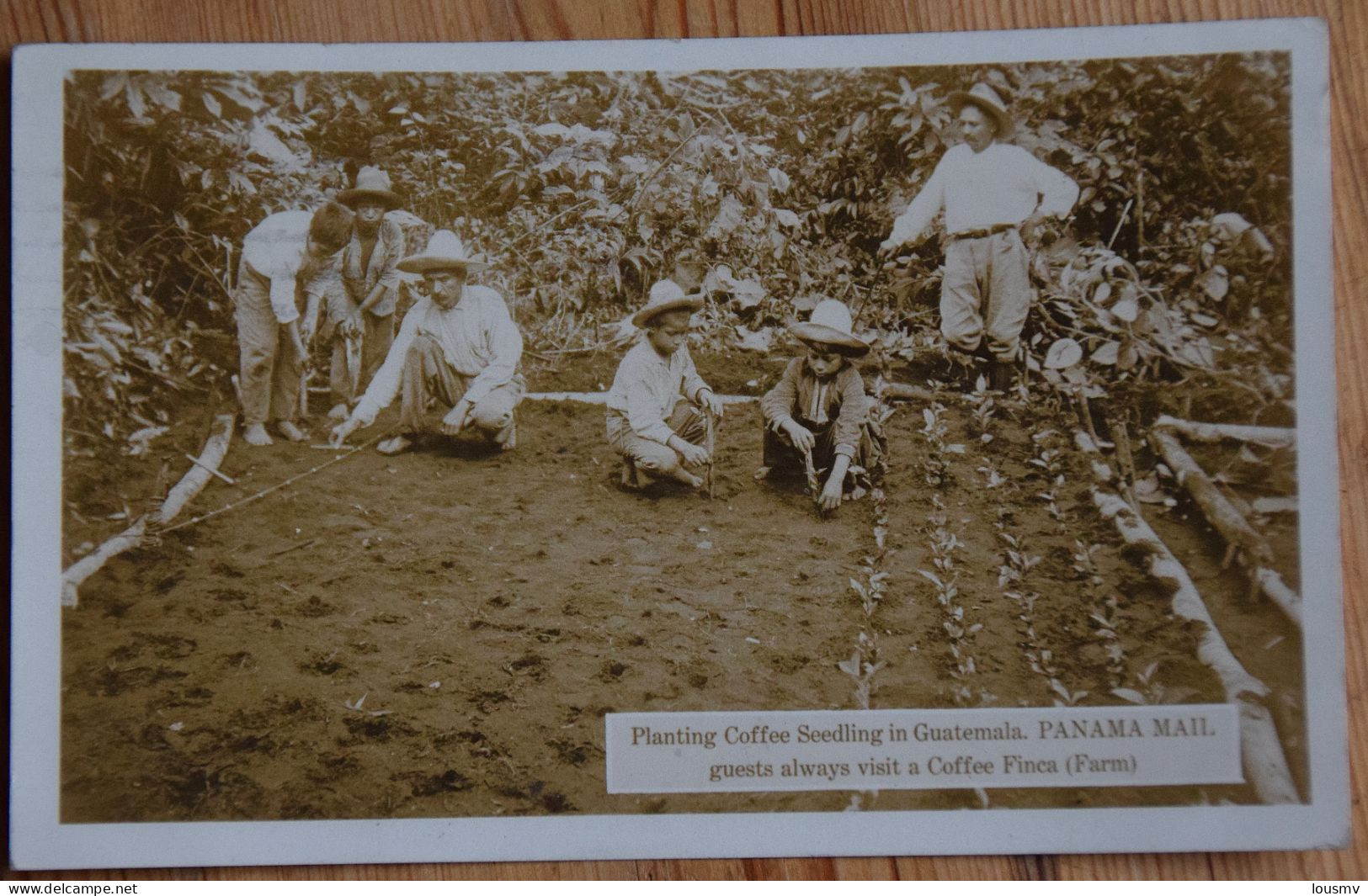 Planting Coffee Seedling In Guatemala - Panama Mail - Guests Always Visit A Coffee Finca - Farm - Animée - (n°28740) - Guatemala