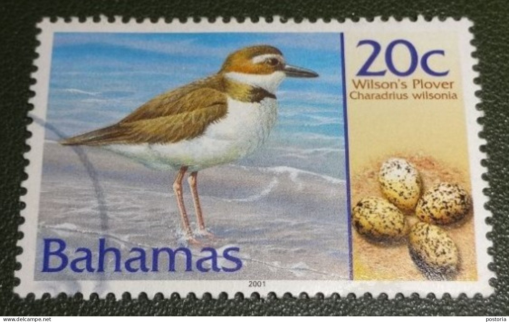 Bahama - Yvert - 1073 - 2001 - Gebruikt - Used - Birds - Wilson's Plove - Bahama's (1973-...)