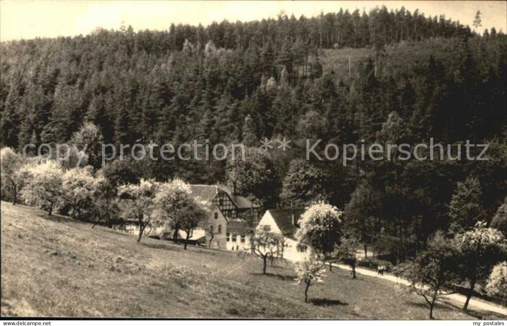 72471900 Eisenberg Thueringen Naupoldsmuehle Im Muehltal Baumbluete Eisenberg - Eisenberg