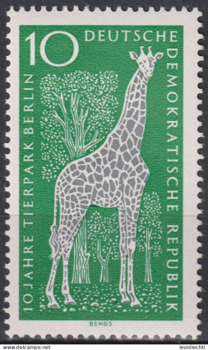 1965 DDR, ** Mi:DD 1093, Yt:DD 797, Angola-Giraffe, Tierpark Berlin - Giraffe