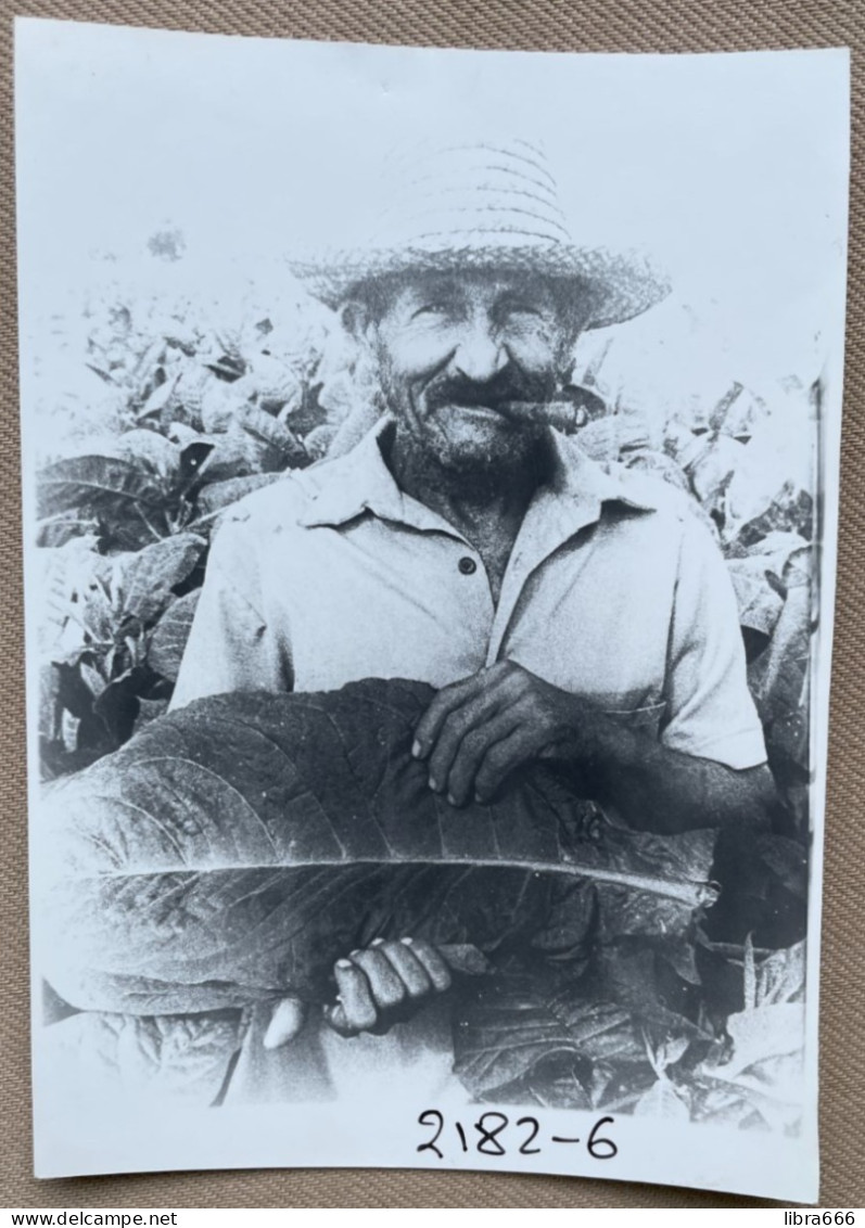 CUBA, Havana Tobacco Leaves - 14,5 X 10 Cm. (REPRO PHOTO ! Zie Beschrijving, Voir Description, See Description) ! - Mestieri