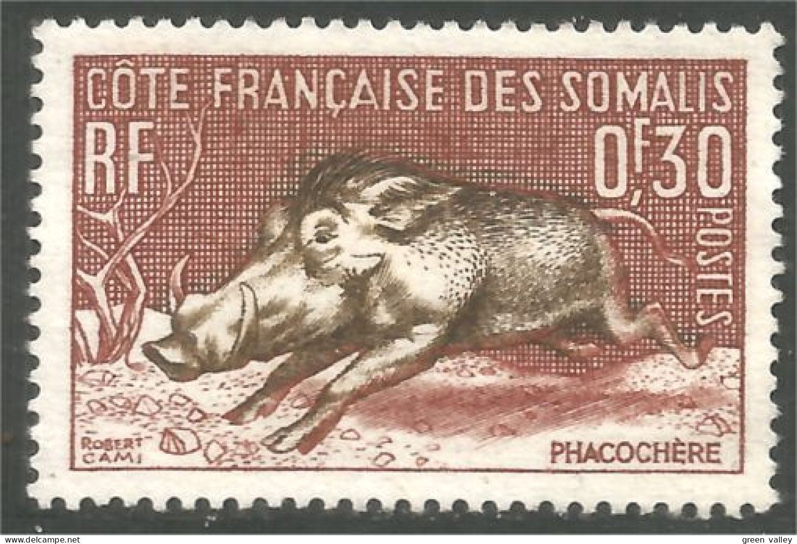 XW01-2803 Cote Des Somalis Phacochère Warthog Jabalí Warzenschwein Facocero Sans Gomme - Wild