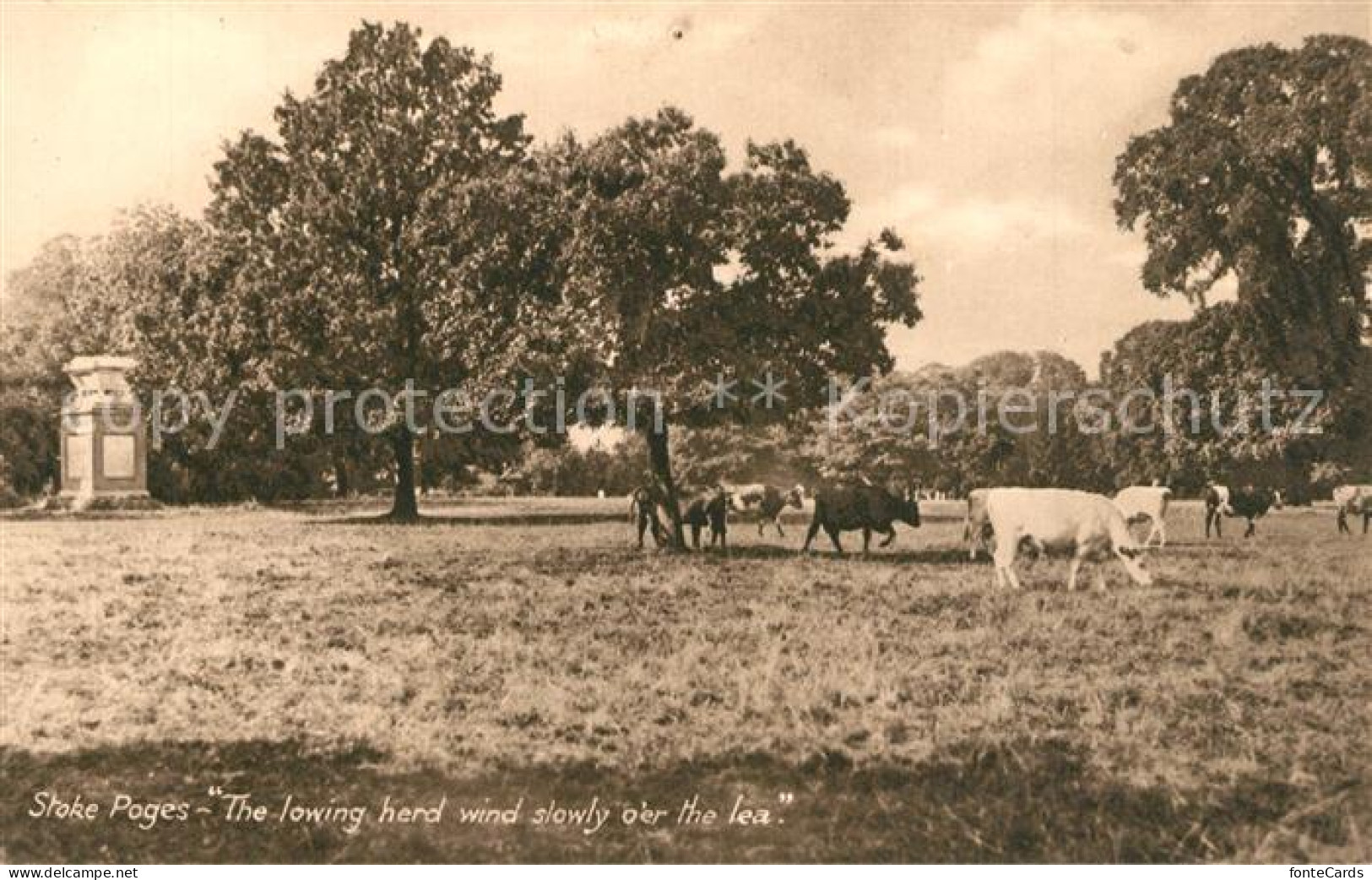 43334749 Stoke Poges Cow Herd  - Buckinghamshire