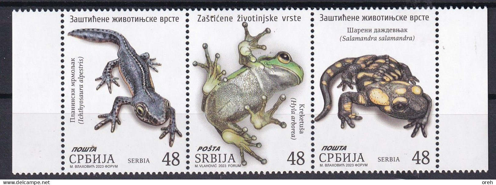 SERBIA 2023,FAUNA,ANIMALS,AMPHIBIANS,FROGS, Alpine Newt Fire Salamander,MNH - Rane