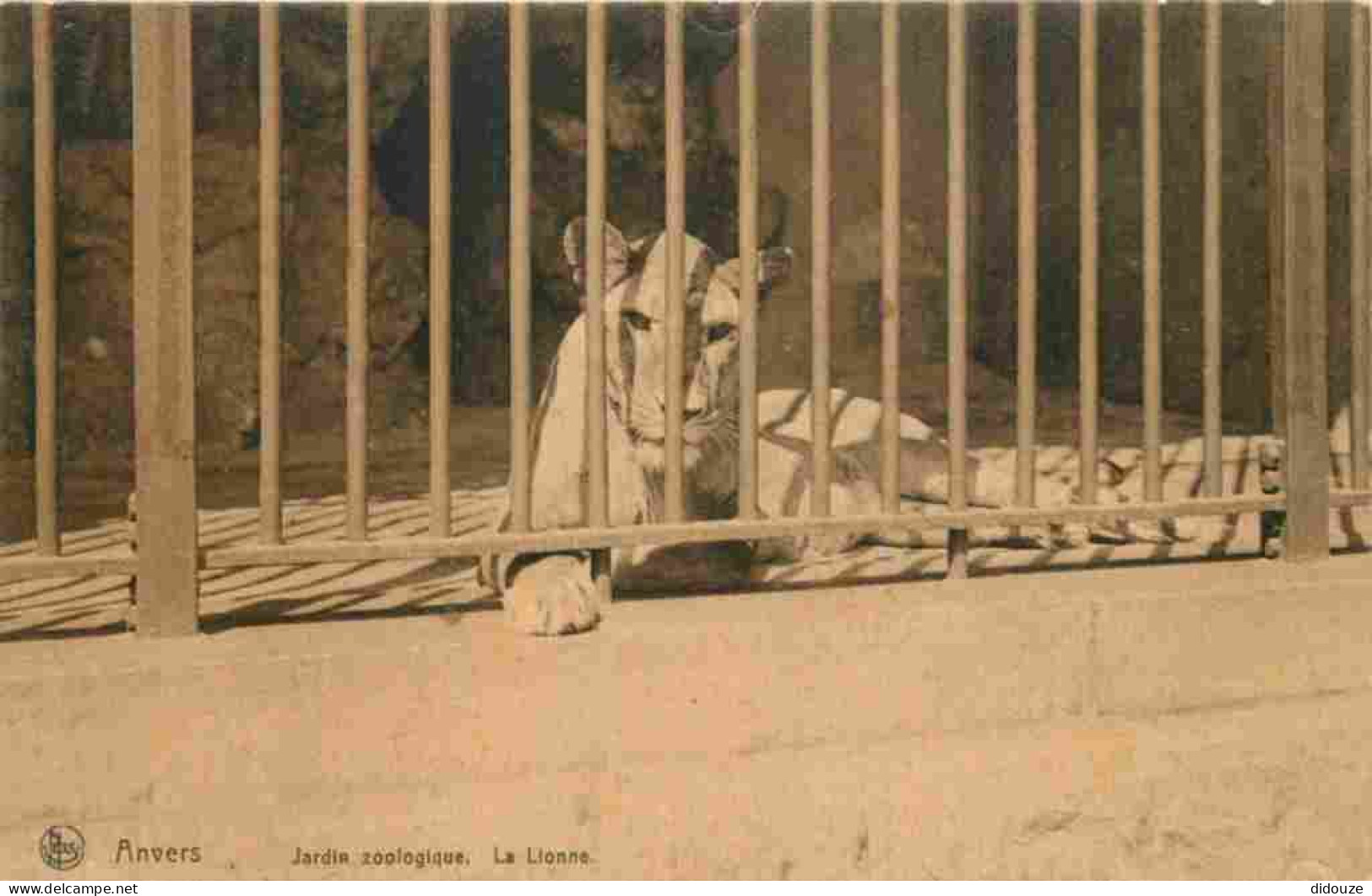 Animaux - Fauves - Lion - Zoo D'Anvers - Antwerpen - Lionne - CPA - Carte Neuve - Voir Scans Recto-Verso - Leoni