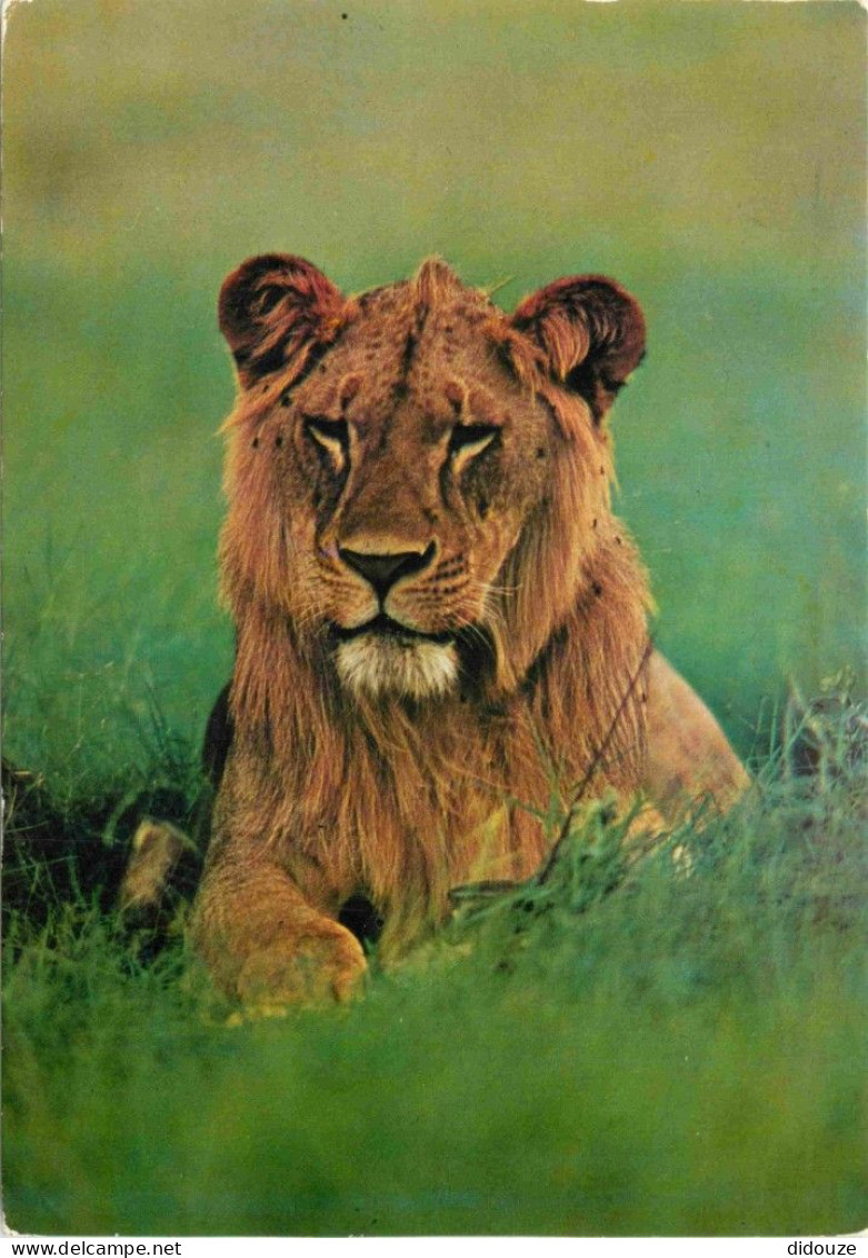 Animaux - Fauves - Lion - Jeune Lion Du Kenya - CPM - Voir Scans Recto-Verso - Leoni