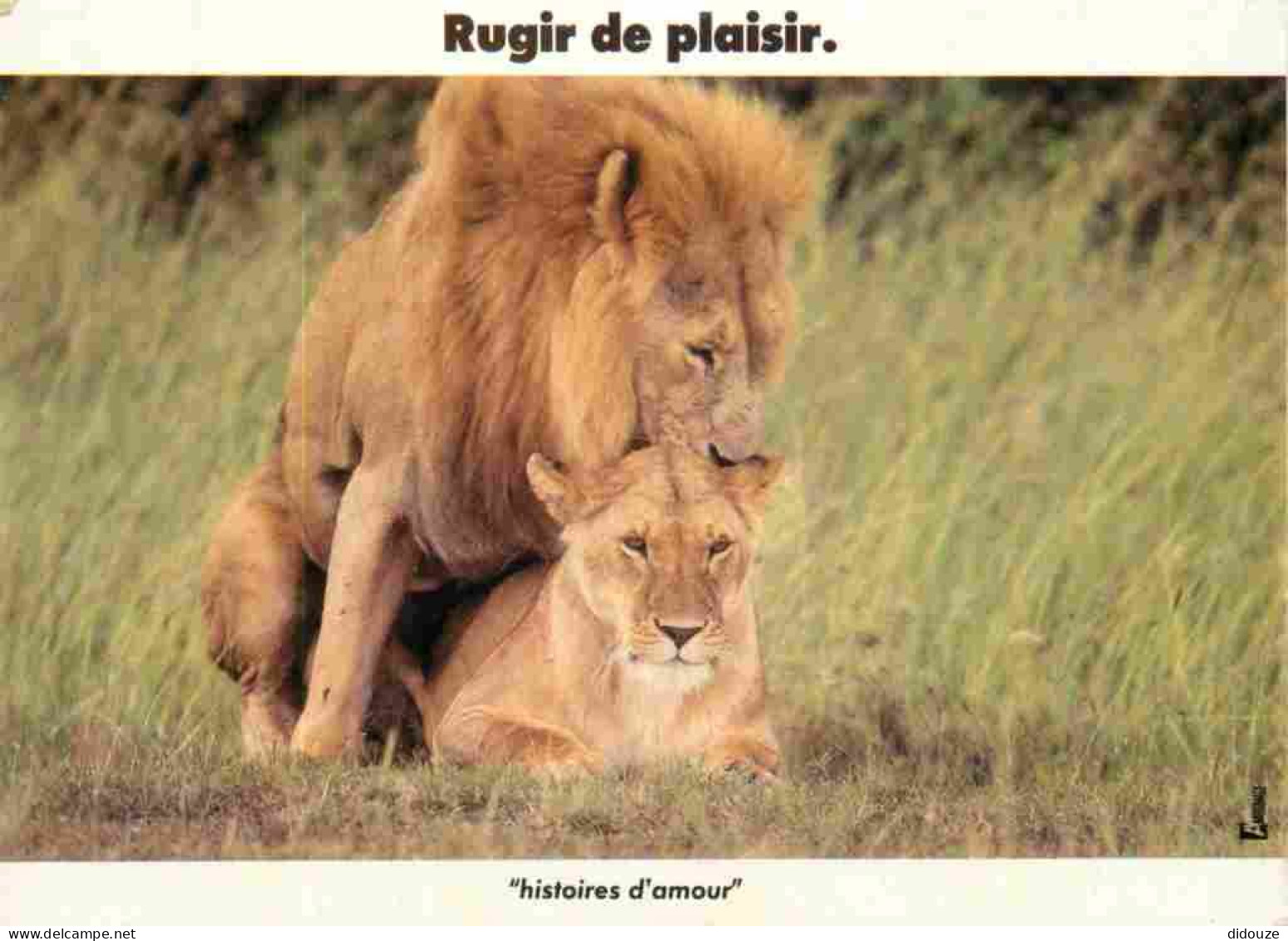 Animaux - Fauves - Lion - Carte à Message - CPM - Carte Neuve - Voir Scans Recto-Verso - Lions