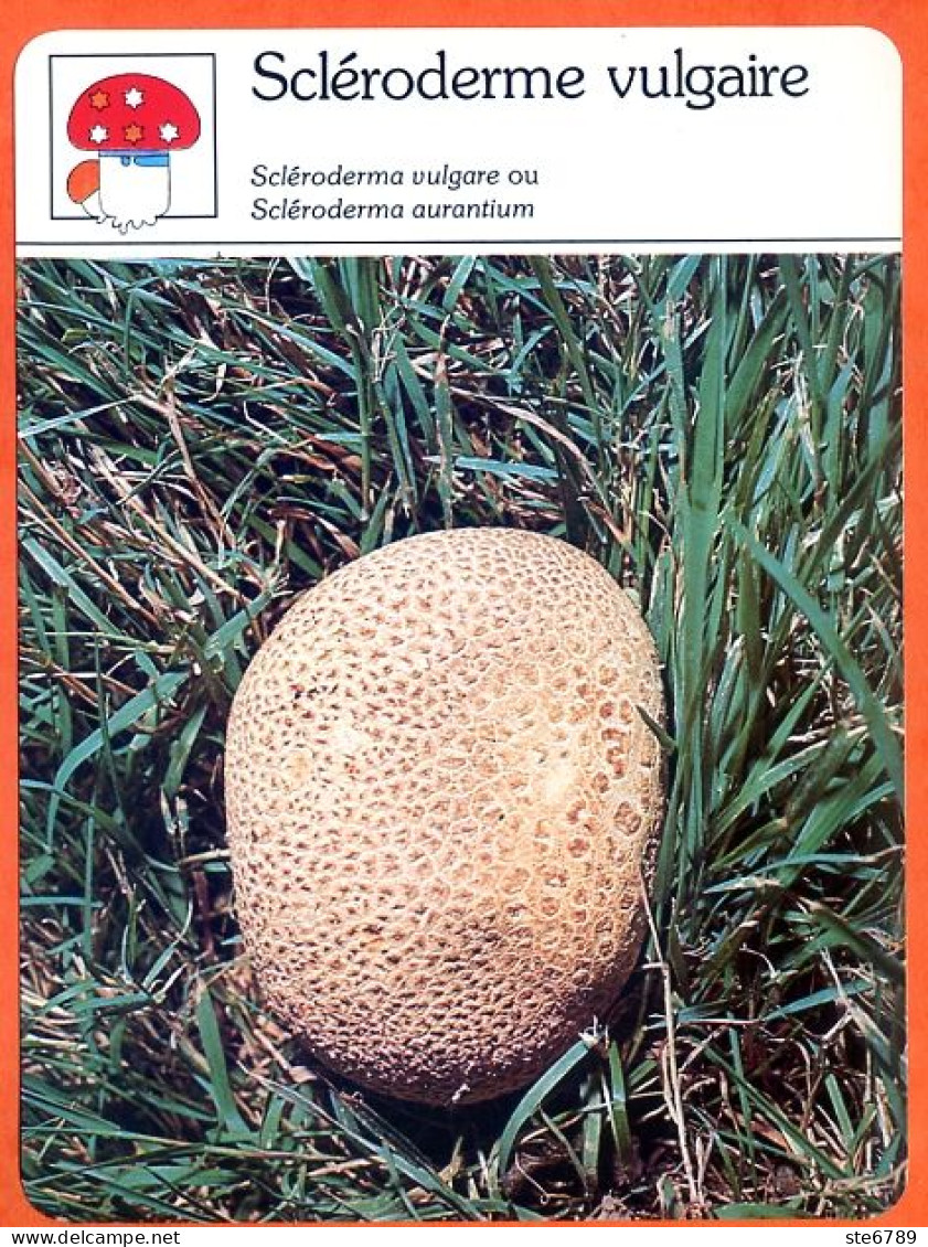 SCLERODERME VULGAIRE Champignon Fiche Illustrée Documentée Champignons - Autres & Non Classés