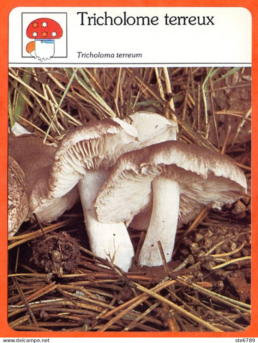 TRICHOLOME TERREUX Champignon Fiche Illustrée Documentée Champignons - Autres & Non Classés