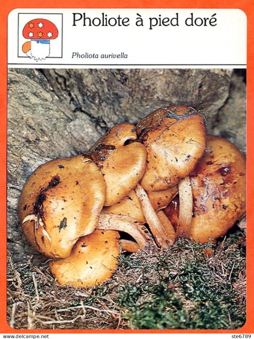 PHOLIOTE A PIED DORE Champignon Fiche Illustrée Documentée Champignons - Autres & Non Classés