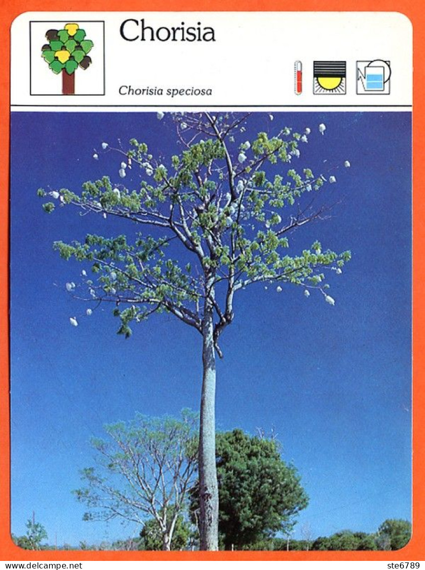 CHORISIA  Arbre Bois Fiche Illustrée Documentée Arbres - Altri & Non Classificati