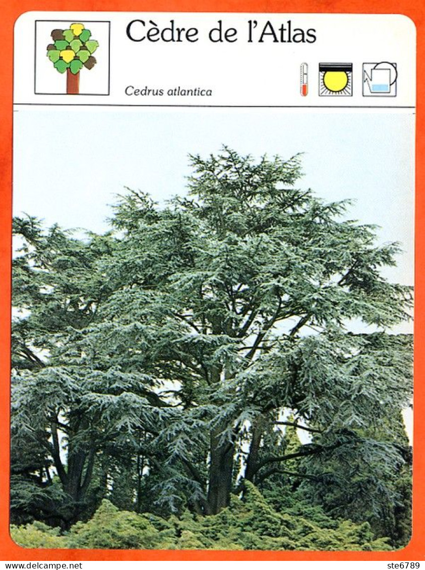 CEDRE DE ATLAS Arbre Bois Fiche Illustrée Documentée Arbres - Autres & Non Classés
