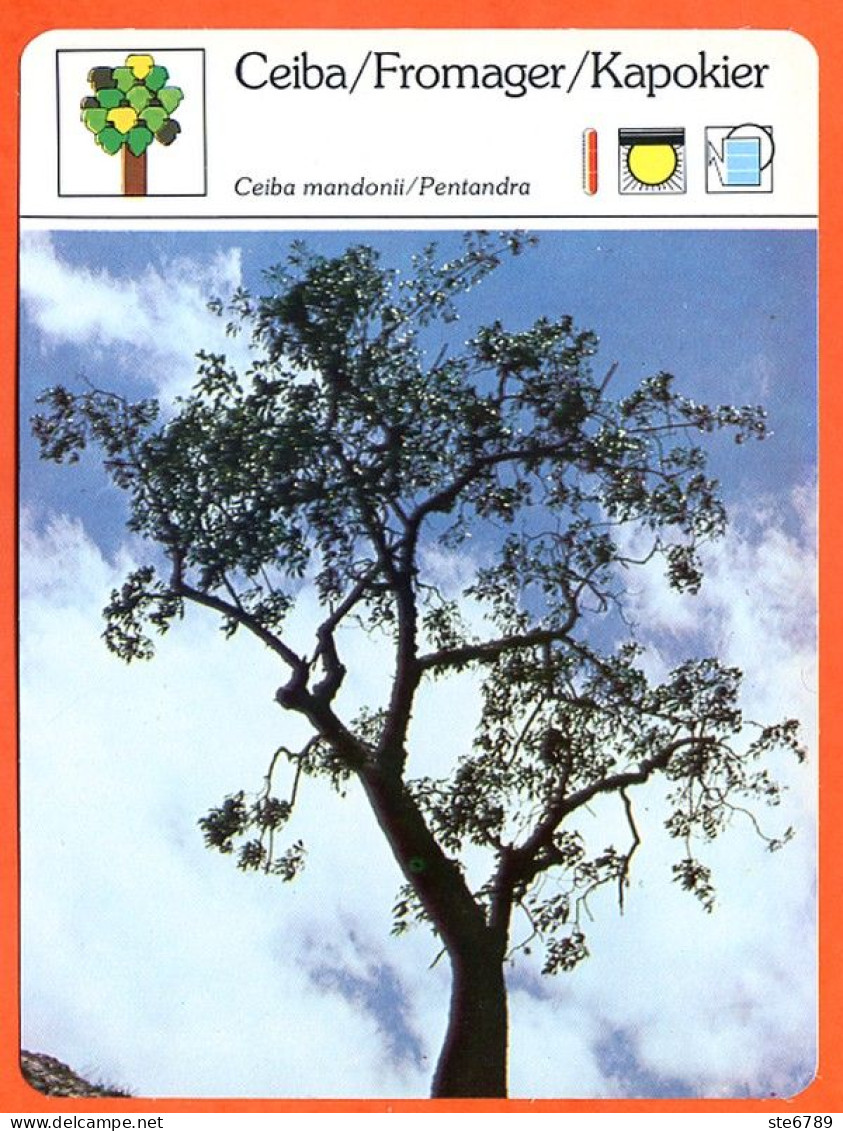 CEIBA  FROMAGER  KAPOKIER  Arbre Bois Fiche Illustrée Documentée Arbres - Autres & Non Classés