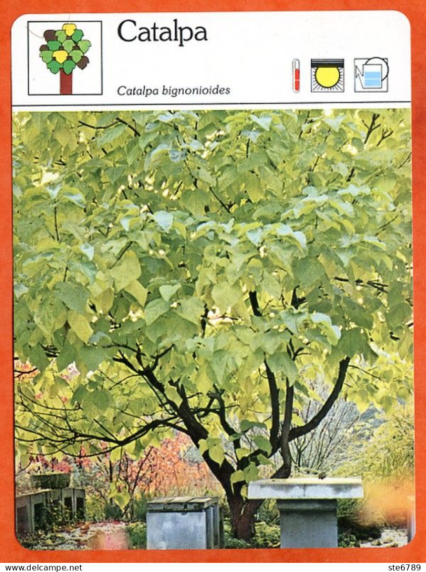 CATALPA Arbre  Bois Fiche Illustrée Documentée Arbres - Autres & Non Classés
