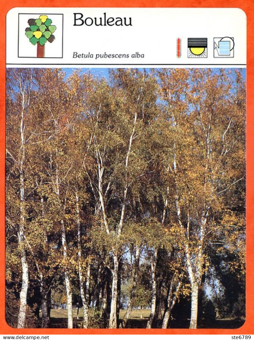 BOULEAU   Arbre Bois Fiche Illustrée Documentée Arbres - Autres & Non Classés