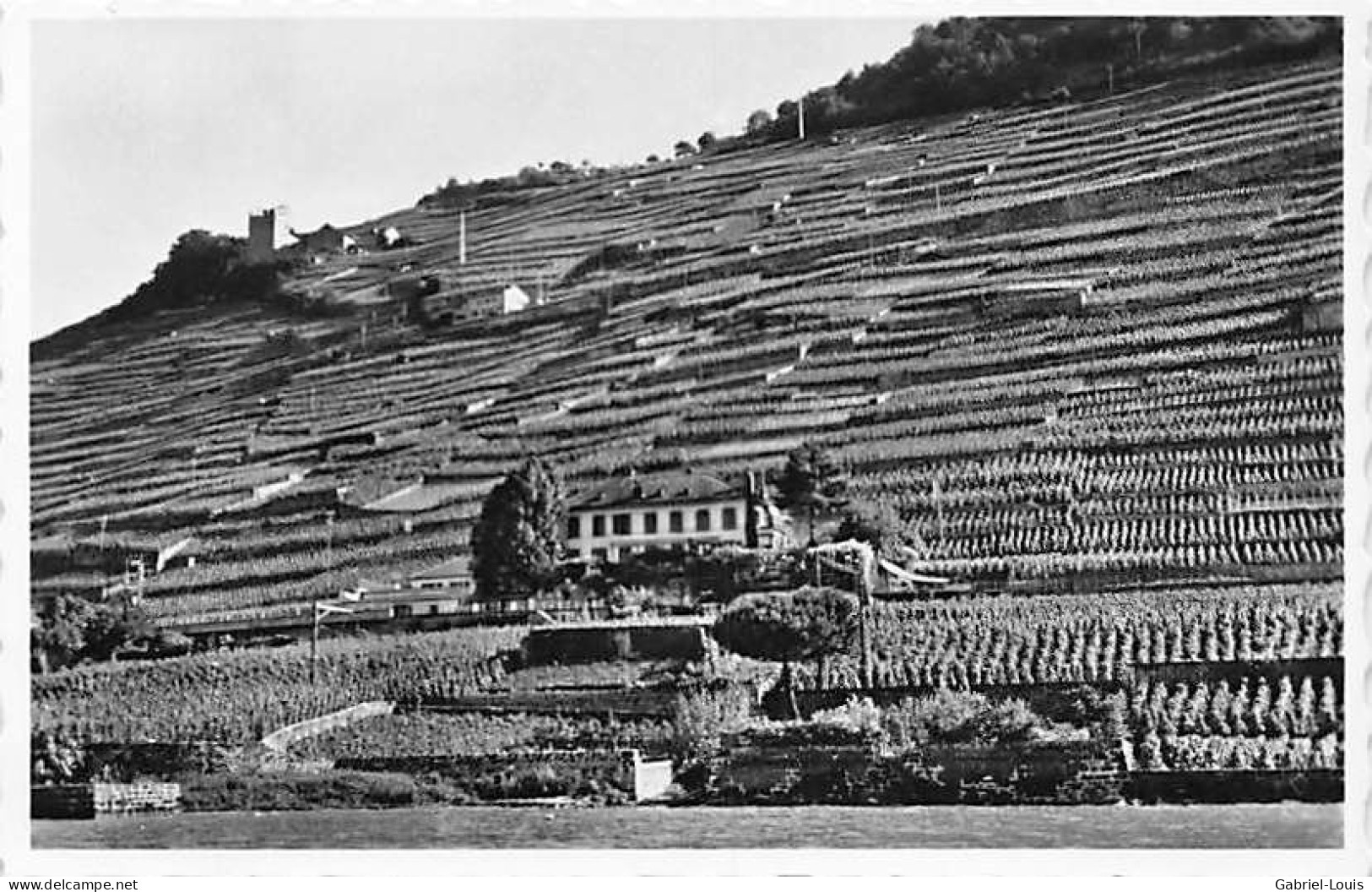 Le Bon Cru De L'Arbalète Propriété Et Cave Au Dézaley Vin Vignoble Lavaux - Chexbres