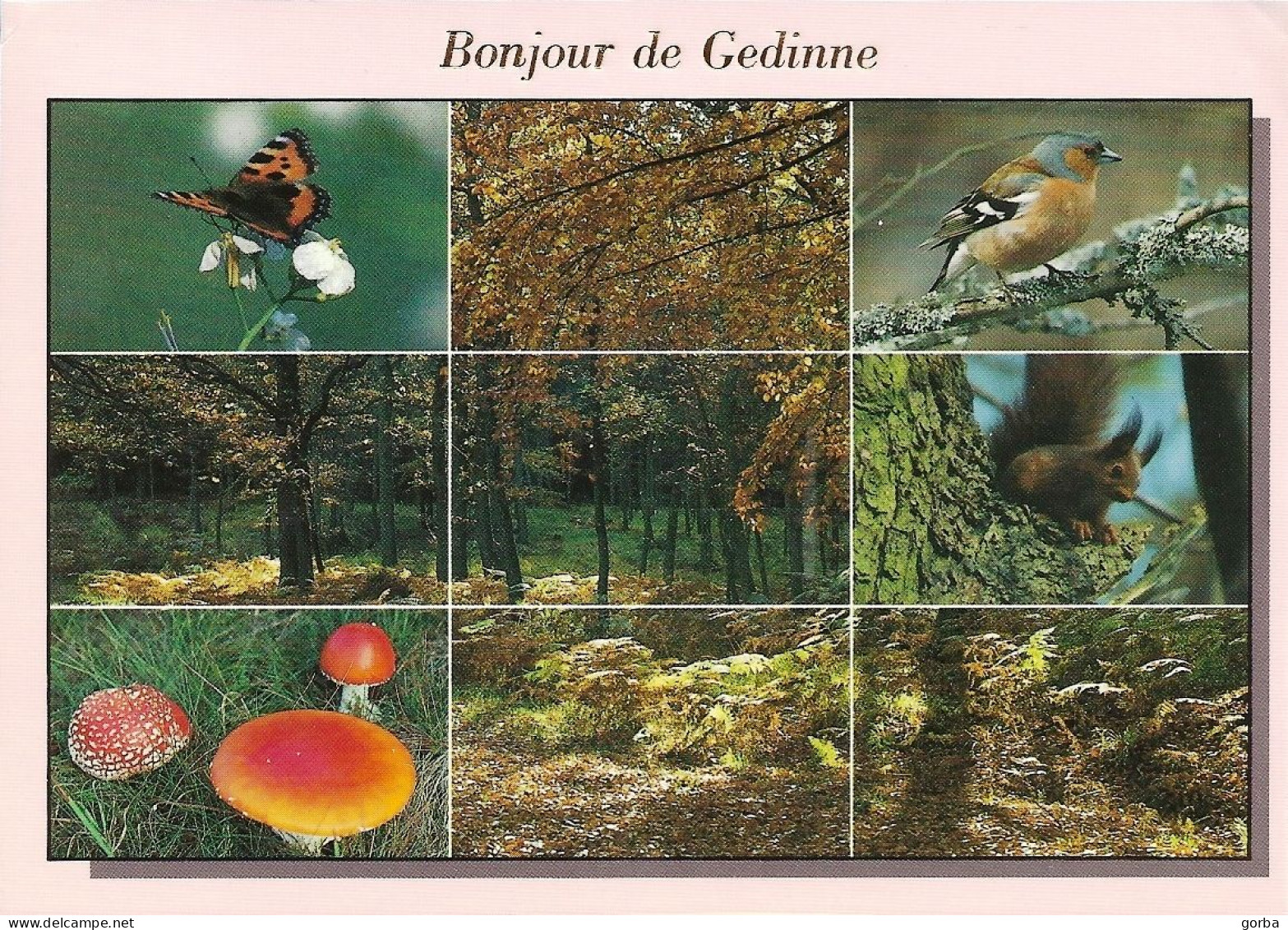 *CPM - BELGIQUE - NAMUR - Bonjour De GEDINNE - Oiseaux, Champignons, écureuil, Forets - Theme Nature - Gedinne