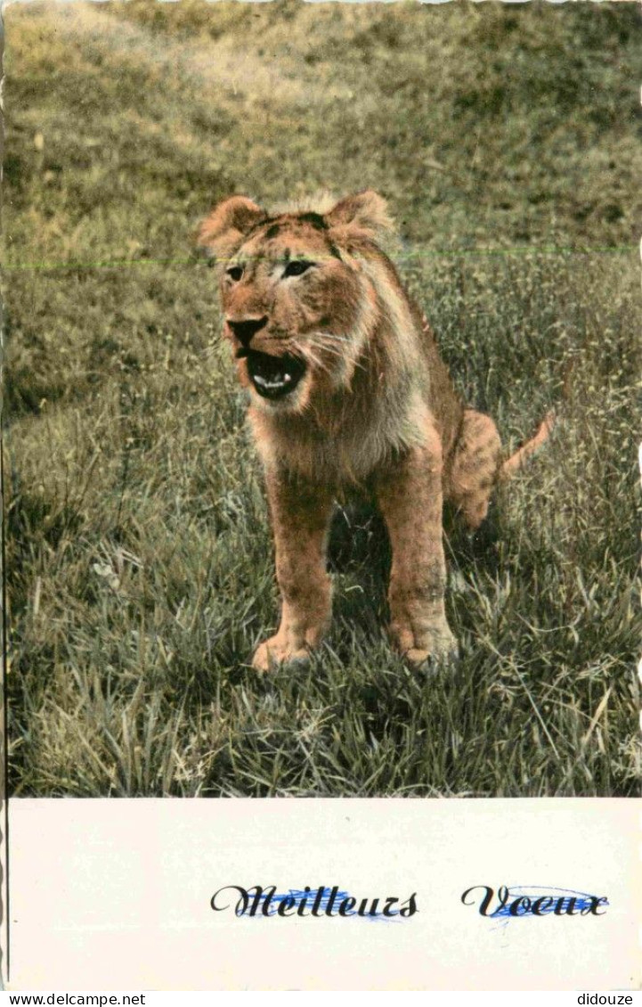 Animaux - Fauves - Lion - Lionceau - Carte Dentelée - CPSM Format CPA - Voir Scans Recto-Verso - Lions