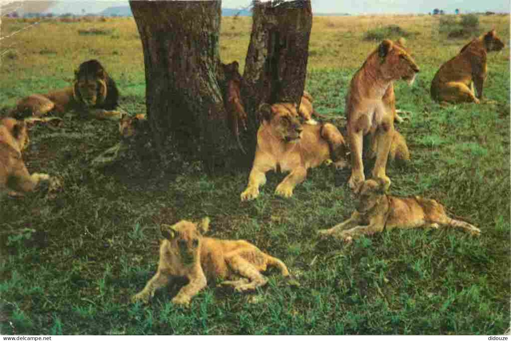 Animaux - Fauves - Lion - Pride Of Lion - Serengeti National Park Tanzania - Tanzanie - CPSM Format CPA - Voir Scans Rec - Leoni