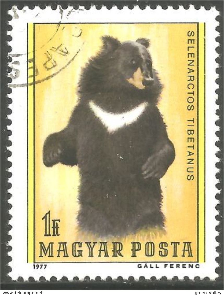 XW01-2848 Hongrie Ours Tibet Bear Bar Oso Orso - Bears