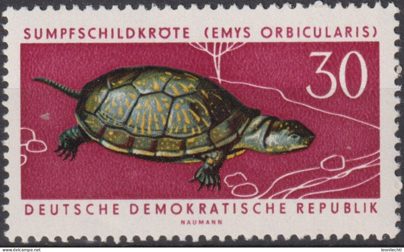 1963 DDR, ** Mi:DD 980, Yt:DD 683, Europäische Sumpfschildkröte (Emys Orbicularis), Geschützte Tiere - Tortues