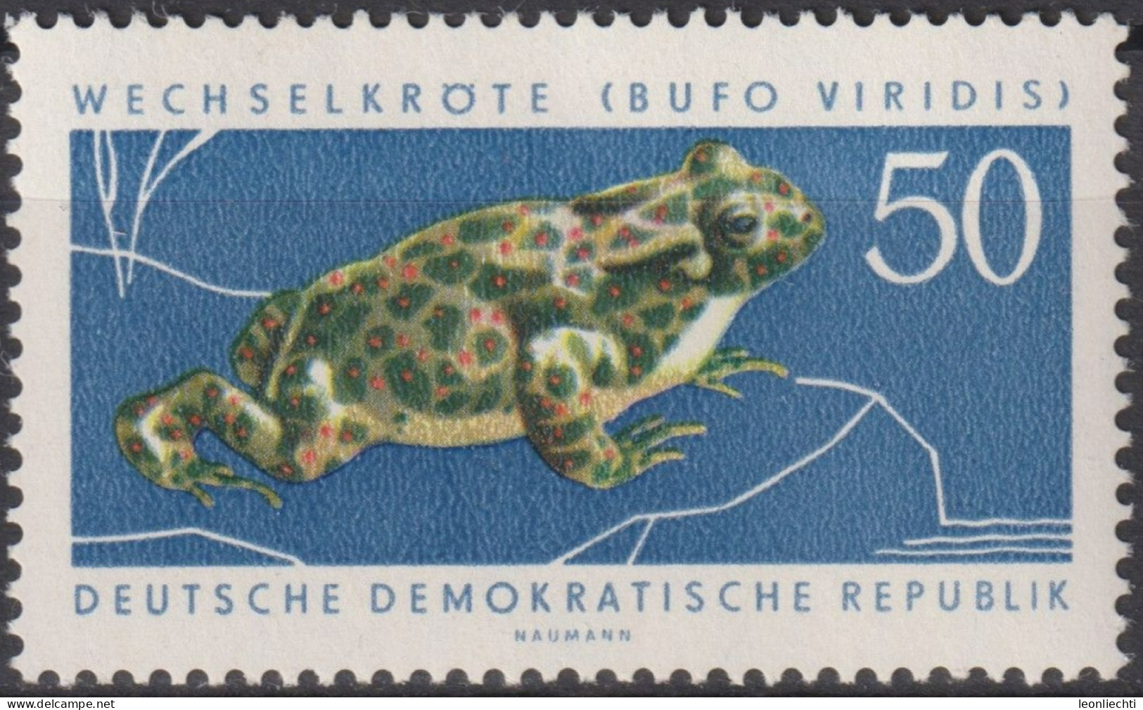 1963 DDR, ** Mi:DD 981, Yt:DD 684, Wechselkröte (Bufo Viridis), Geschützte Tiere - Frösche