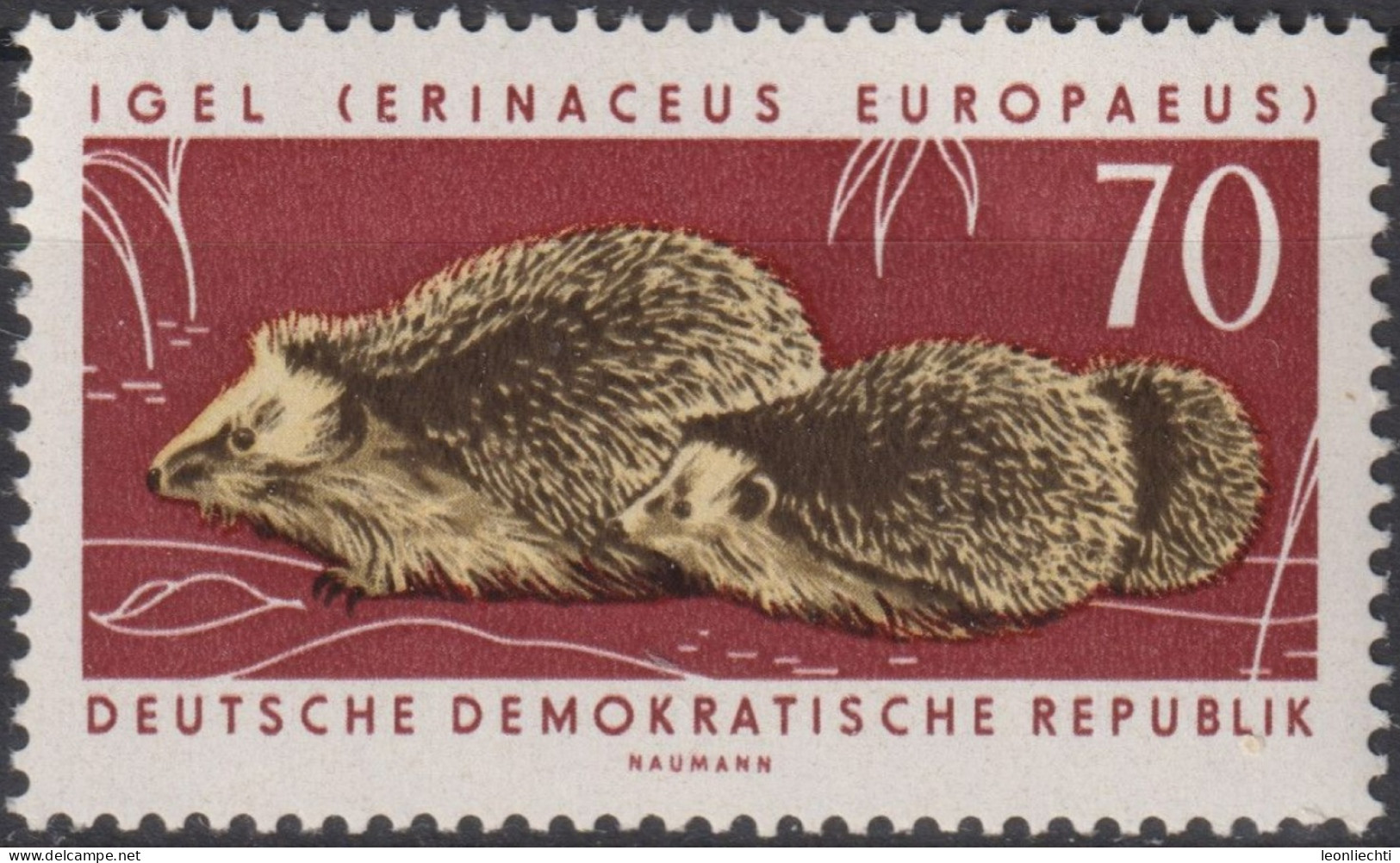 1963 DDR, ** Mi:DD 982, Yt:DD 685, Westeuropäischer Igel (Erinaceus Europaeus), Geschützte Tiere - Animalez De Caza