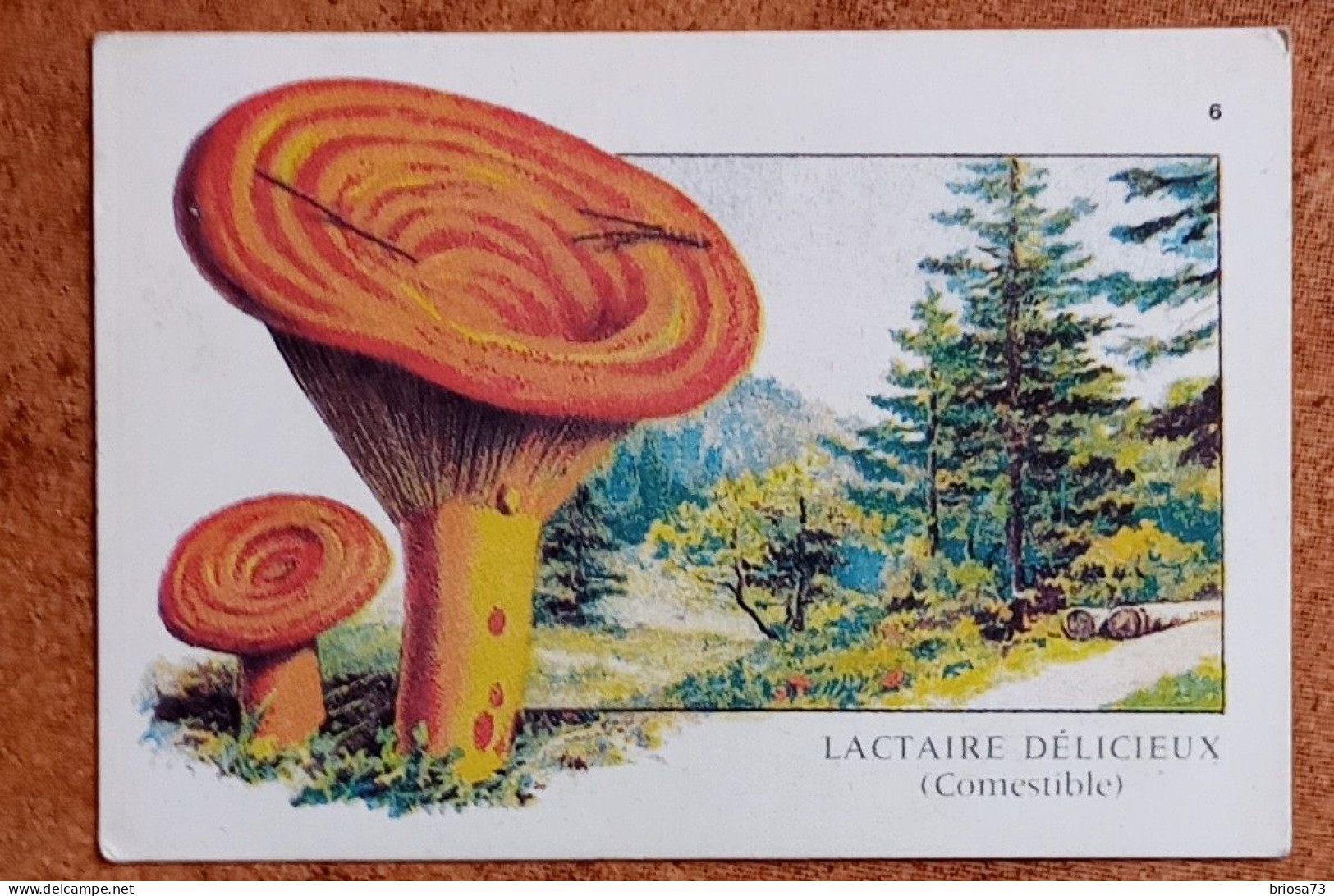 Calendrier De Poche Champignon. Lactaire Délicieux - Petit Format : 1981-90