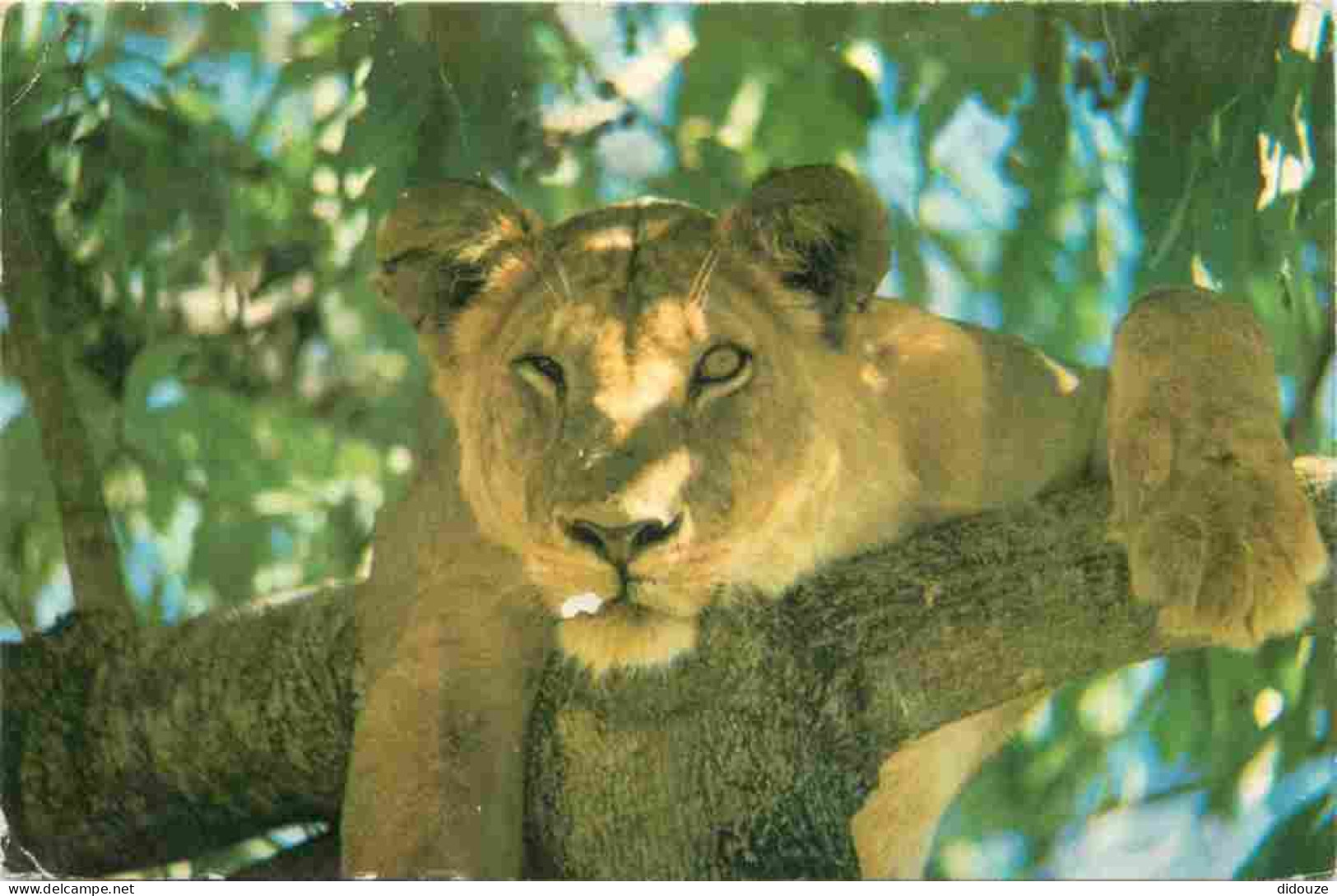 Animaux - Fauves - Lion - Tree Climbing Lioness Manyara National Park Tanzania - Tanzanie - CPM - Voir Scans Recto-Verso - Lions