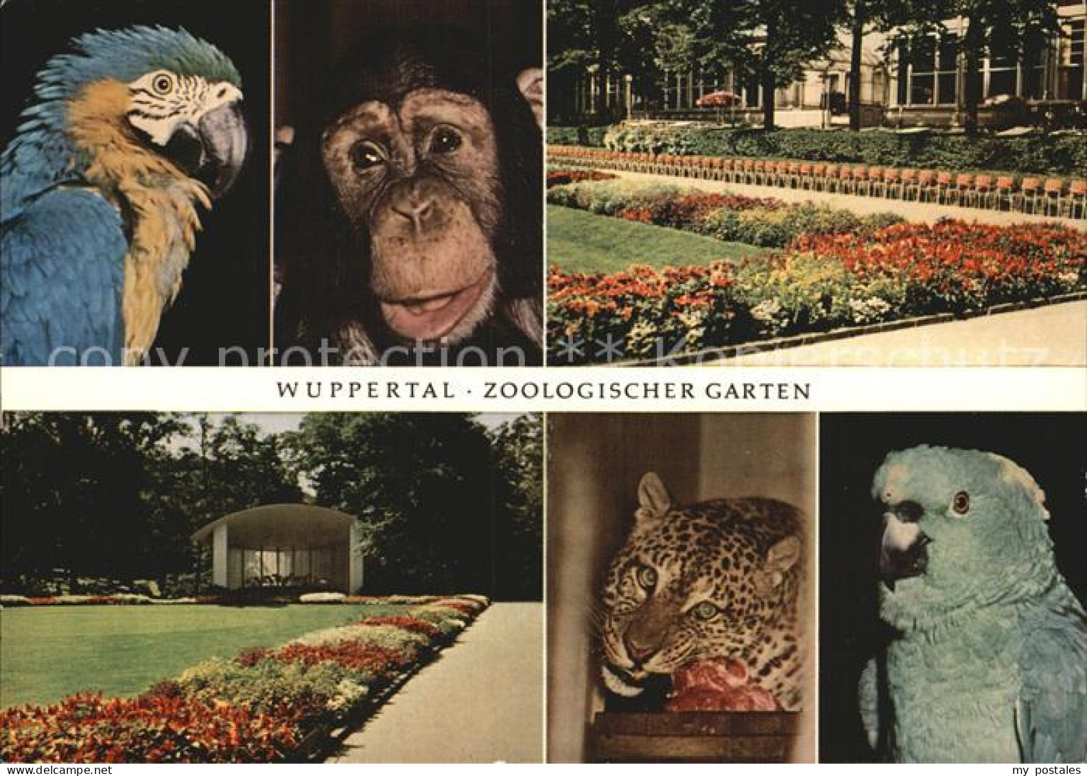 72455070 Wuppertal Zoologischer Garten Tiere Wuppertal - Wuppertal