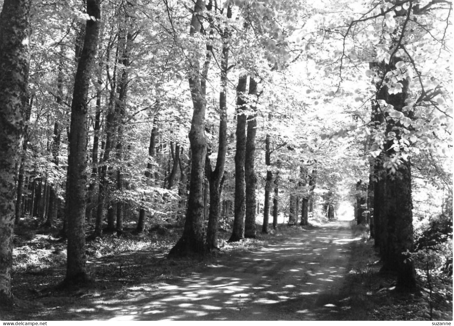 PLOUFRAGAN - Sous-bois - Ed. Franciscaines Missionnaires De Marie - Les Chatelets Sous Bois - Ploufragan