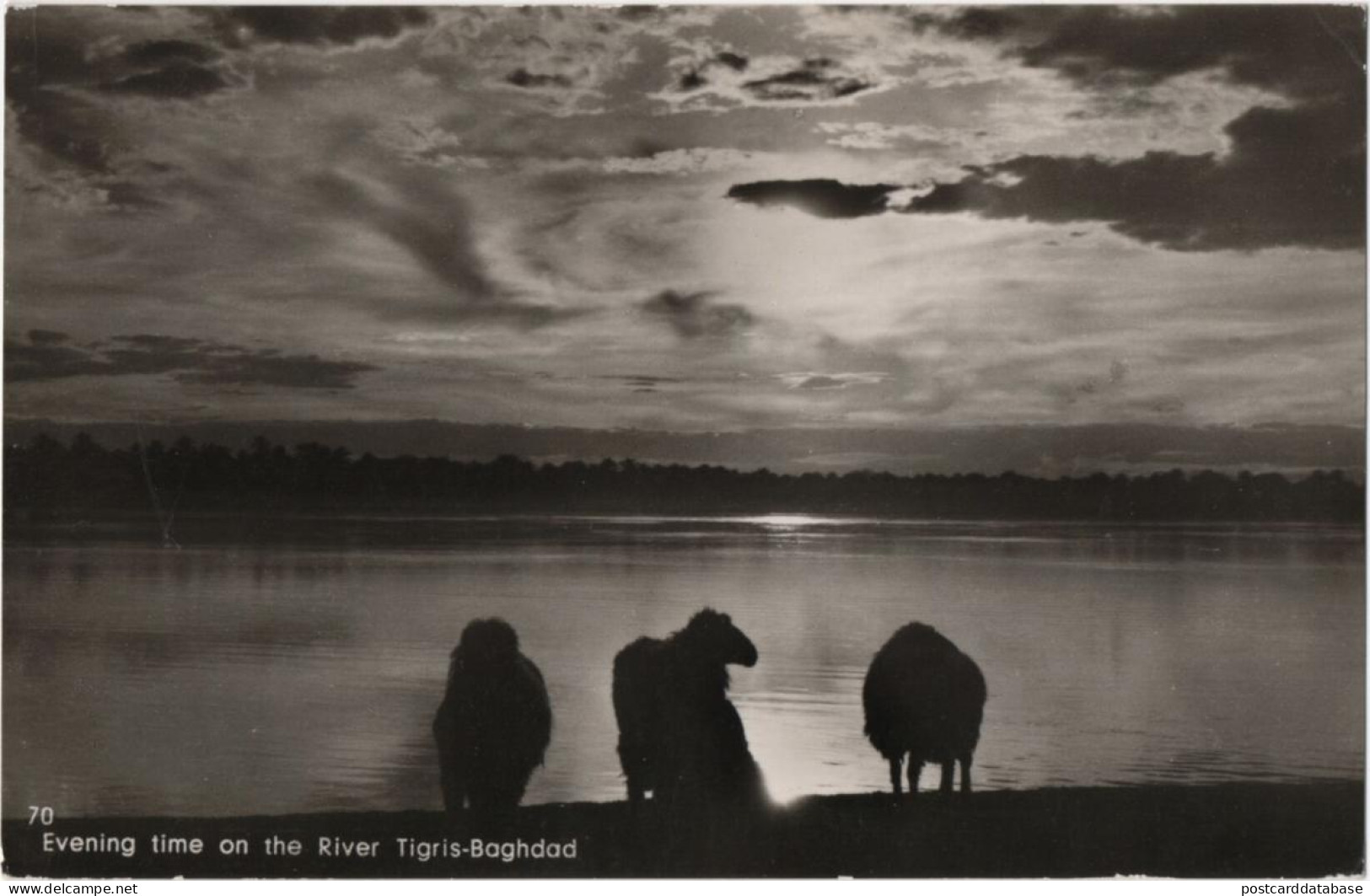 Evening Time On The River Tigris - Baghdad - Irak