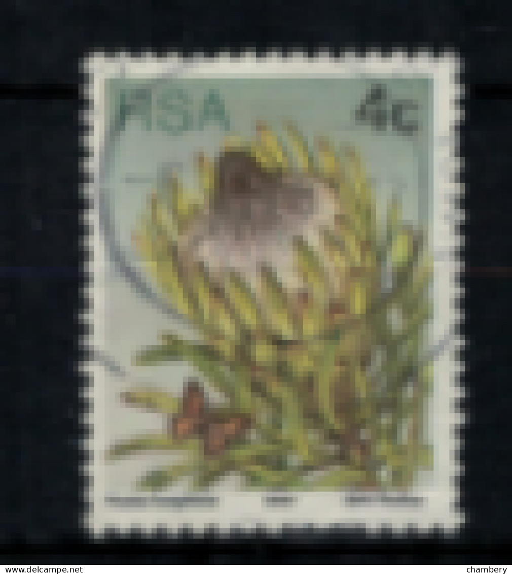 Afrique Du Sud - "Fleurs Diverses : Protea Longifolia" - Oblitéré N° 419 De 1977 - Usados