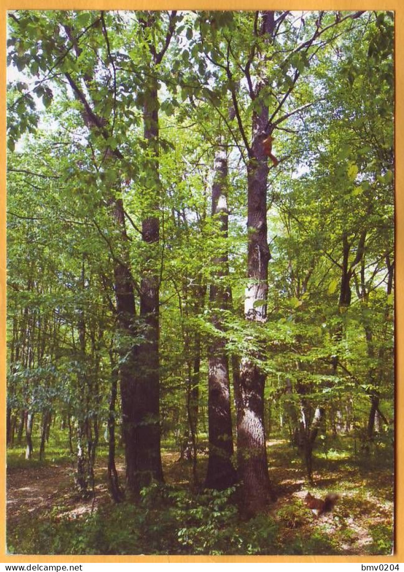 2022  Moldova Moldavie ERROR Special Postmark International Forests Day Fauna, Birds, - Moldavie