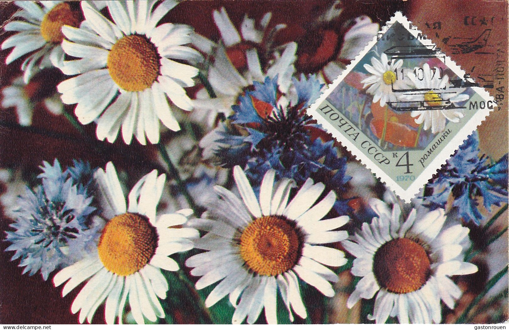 Carte Maximum Russie Russia Fleur Flower 3665 Camomille Chamomile - Maximumkarten