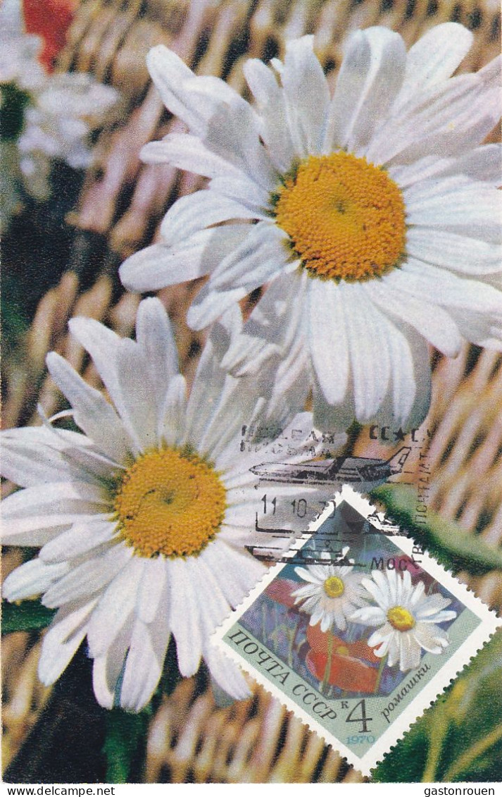 Carte Maximum Russie Russia Fleur Flower 3665 Camomille Chamomile - Maximum Cards