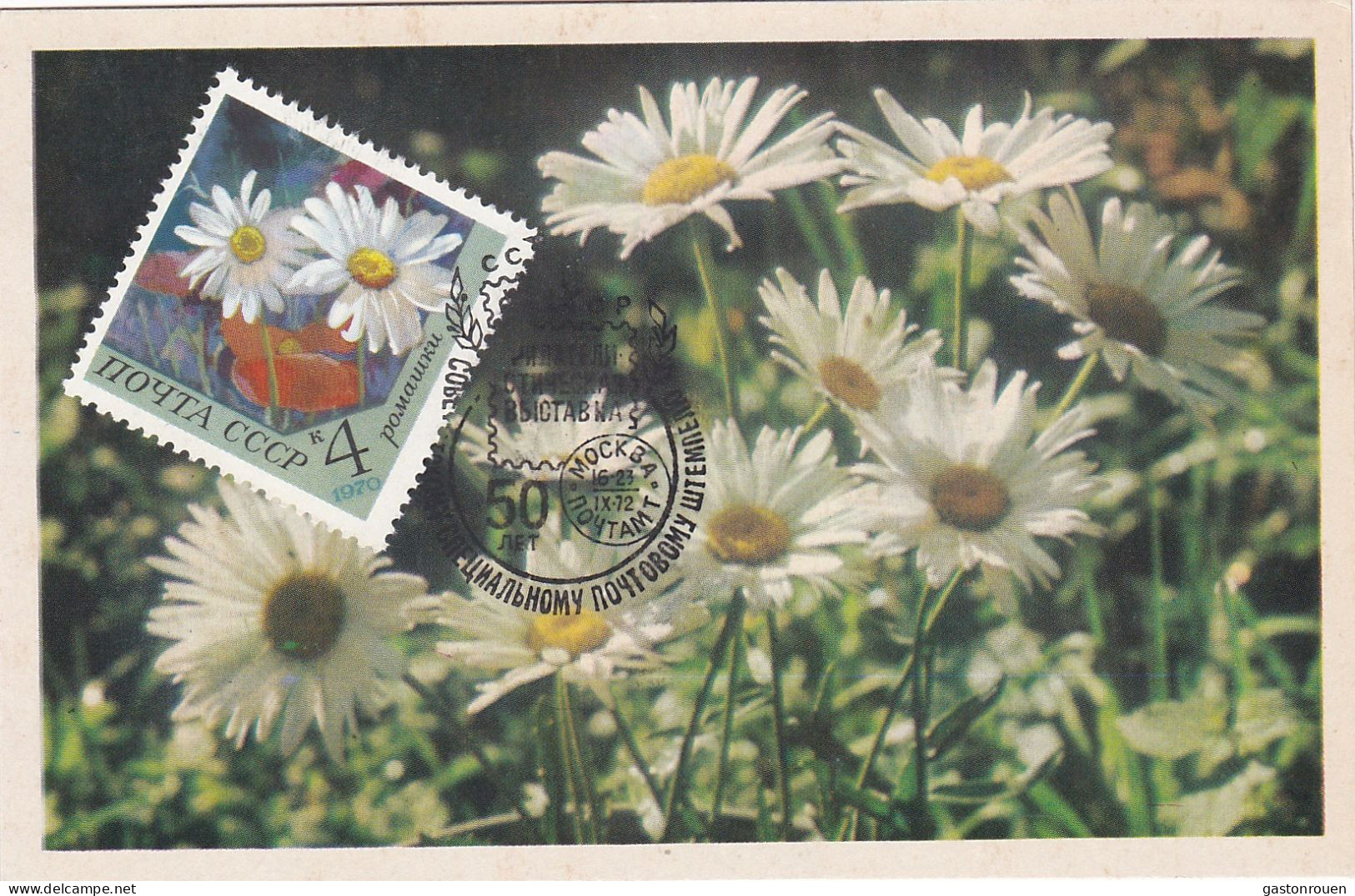 Carte Maximum Russie Russia Fleur Flower 3665 Camomille Chamomile - Maximum Cards