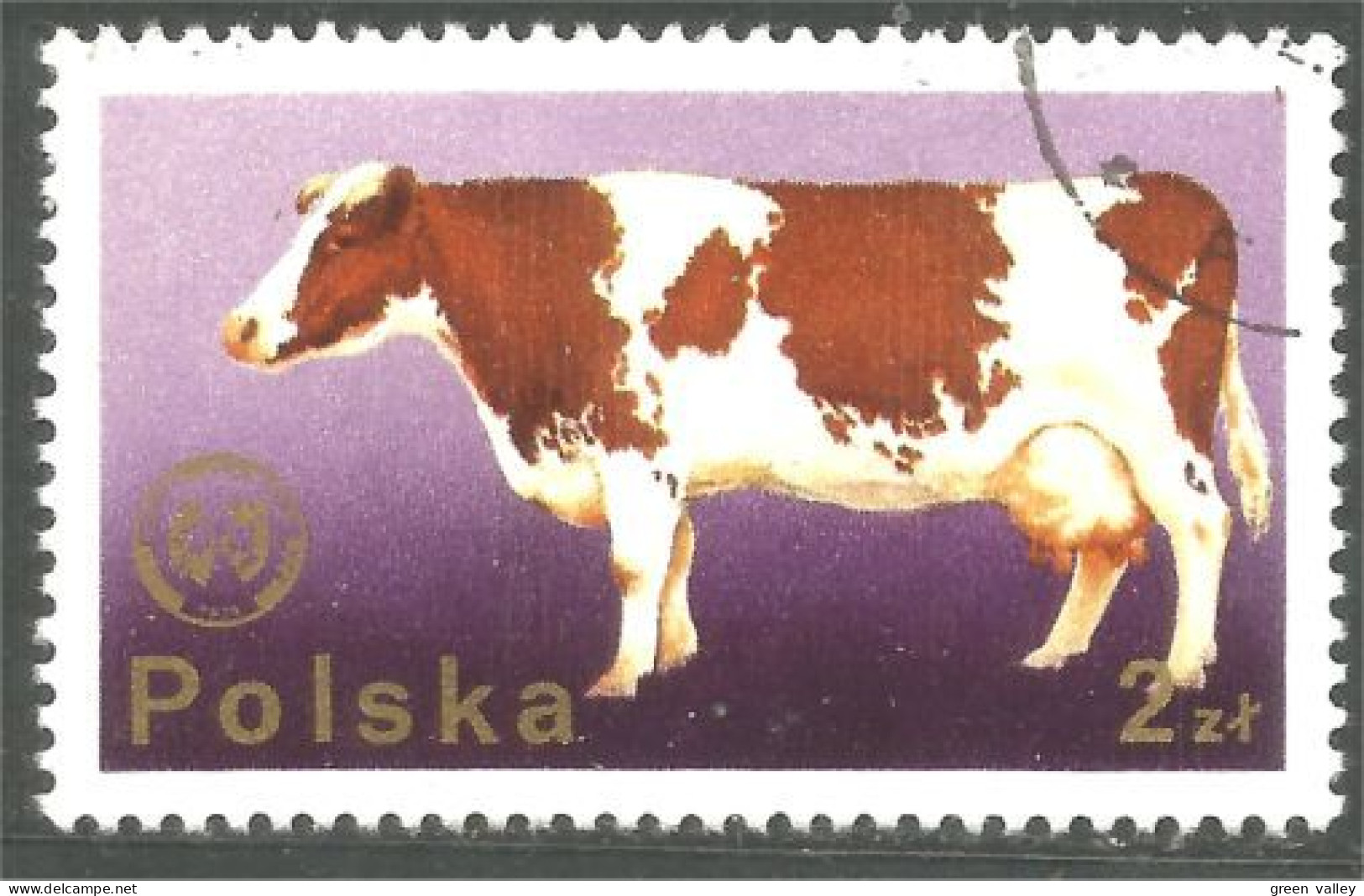 XW01-2871 Poland Vache Cow Vaca Kuh Koe Mucca Vacca - Koeien