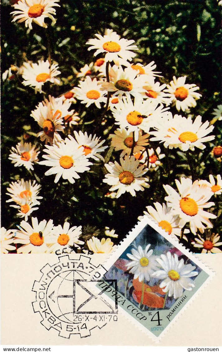 Carte Maximum Russie Russia Fleur Flower 3665 Camomille Chamomile - Cartoline Maximum