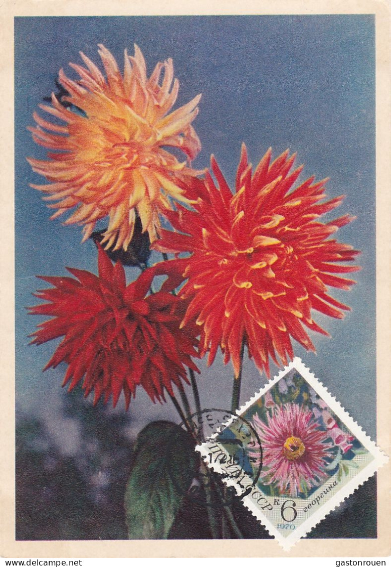 Carte Maximum Russie Russia Fleur Flower 3666 Dahlia - Tarjetas Máxima