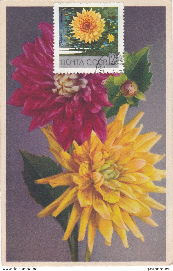 Carte Maximum Russie Russia Fleur Flower 3490 Dahlia - Cartoline Maximum