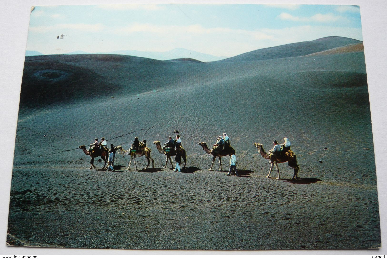 Lanzarote - Camels In The Fire`s Mountain - Lanzarote