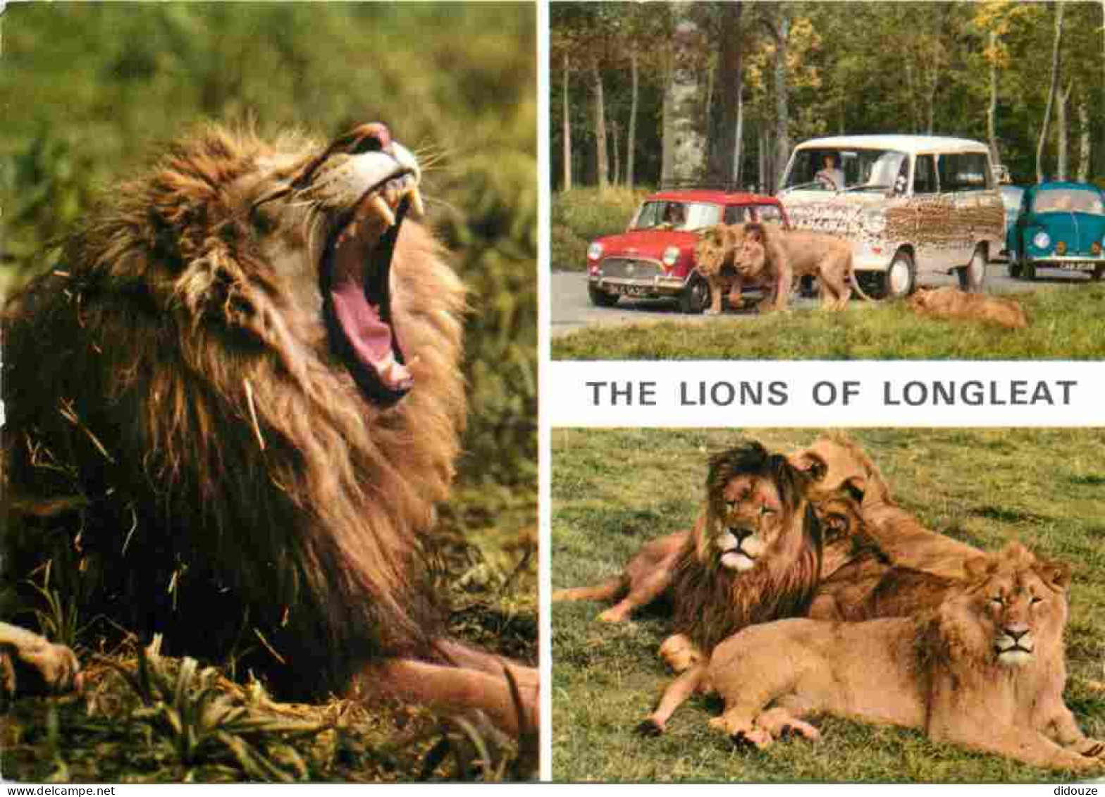 Animaux - Fauves - Lion - Royaume Uni - The Lions Of Longleat - Multivues - Automobiles - Zoo - CPM - UK - Voir Scans Re - Leoni
