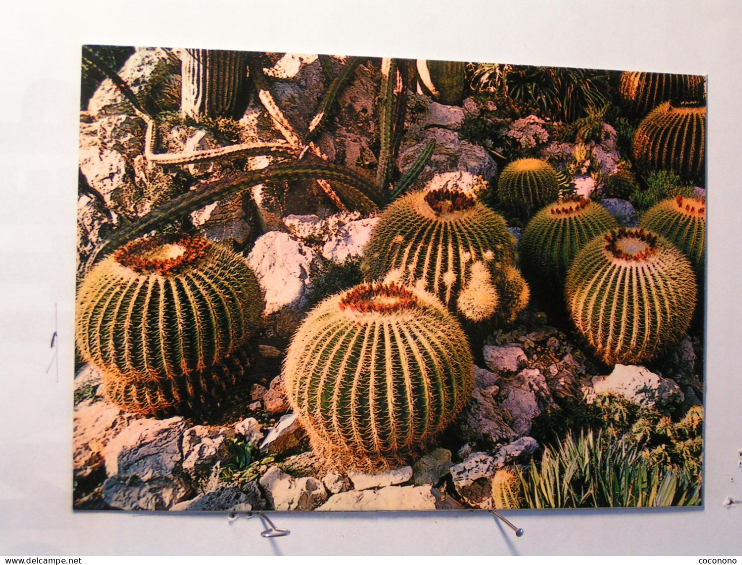 Principauté De Monaco - Jardin Exotique - Coussins De Belle Mère - Exotic Garden