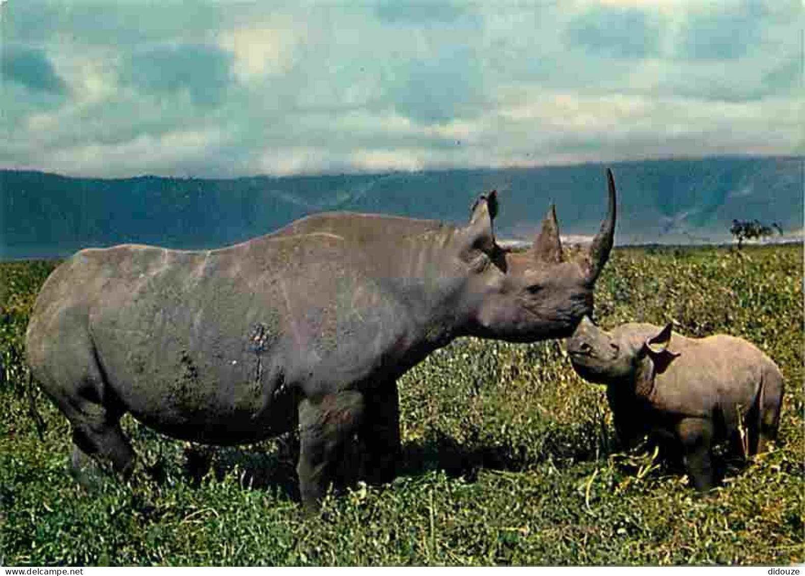 Animaux - Rhinocéros - Faune Africaine - CPM - Voir Scans Recto-Verso - Rhinocéros